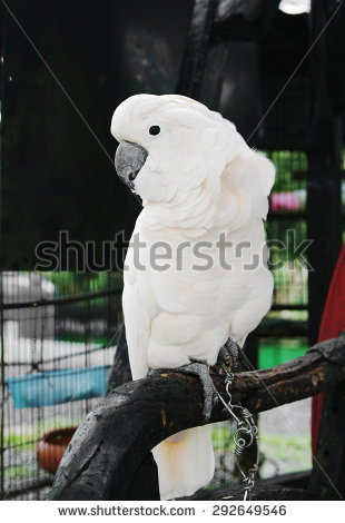 Cacatuidae Stock Photos, Royalty.