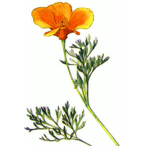 Red California Poppy Art.