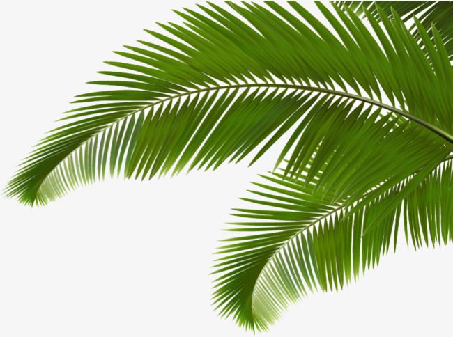 Green Coconut Leaves, Coconut Clipart, Cartoon, Hand Painted PNG.