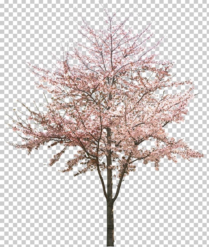 Cherry Blossom Tree PNG, Clipart, Apricot, Blossom, Branch, Cherry.