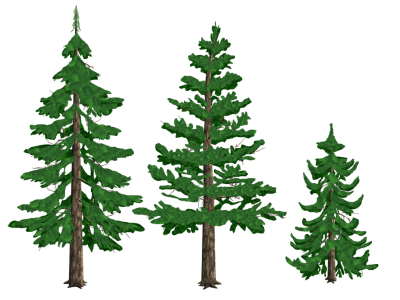 Download PINE TREE Free PNG transparent image and clipart.