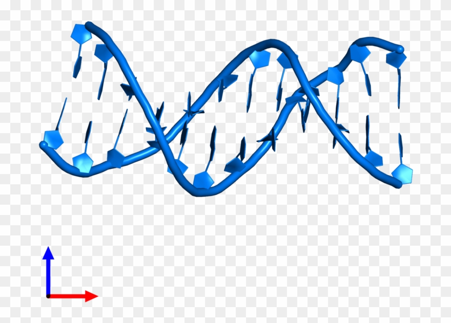 Pdb Entry 1bna Contains 2 Copies Of Dna 3\') In Assembly.