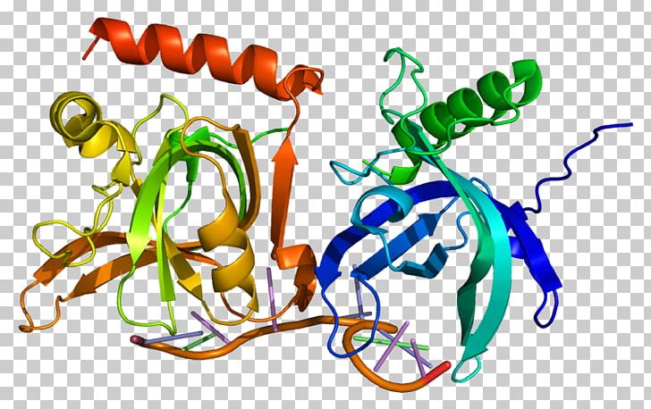 POT1 Telomere Protein Molecular Biology Gene PNG, Clipart.