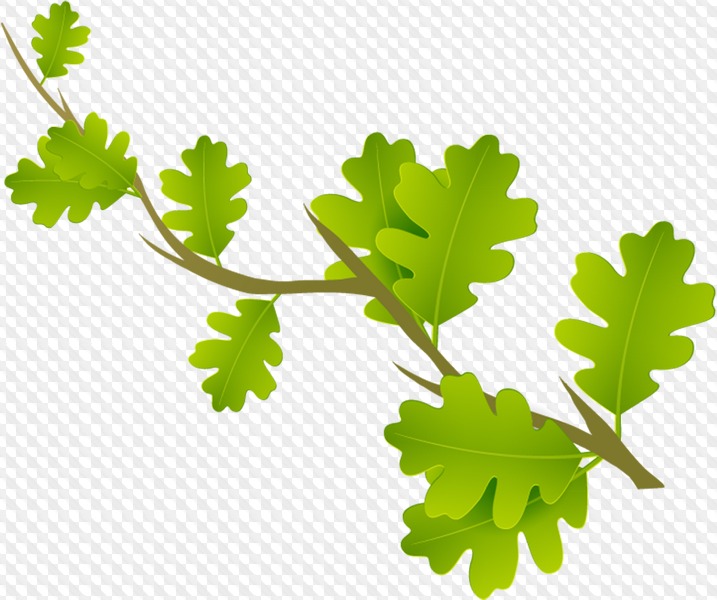 PSD, 54 PNG, Leaves, branches with leaves clipart with.