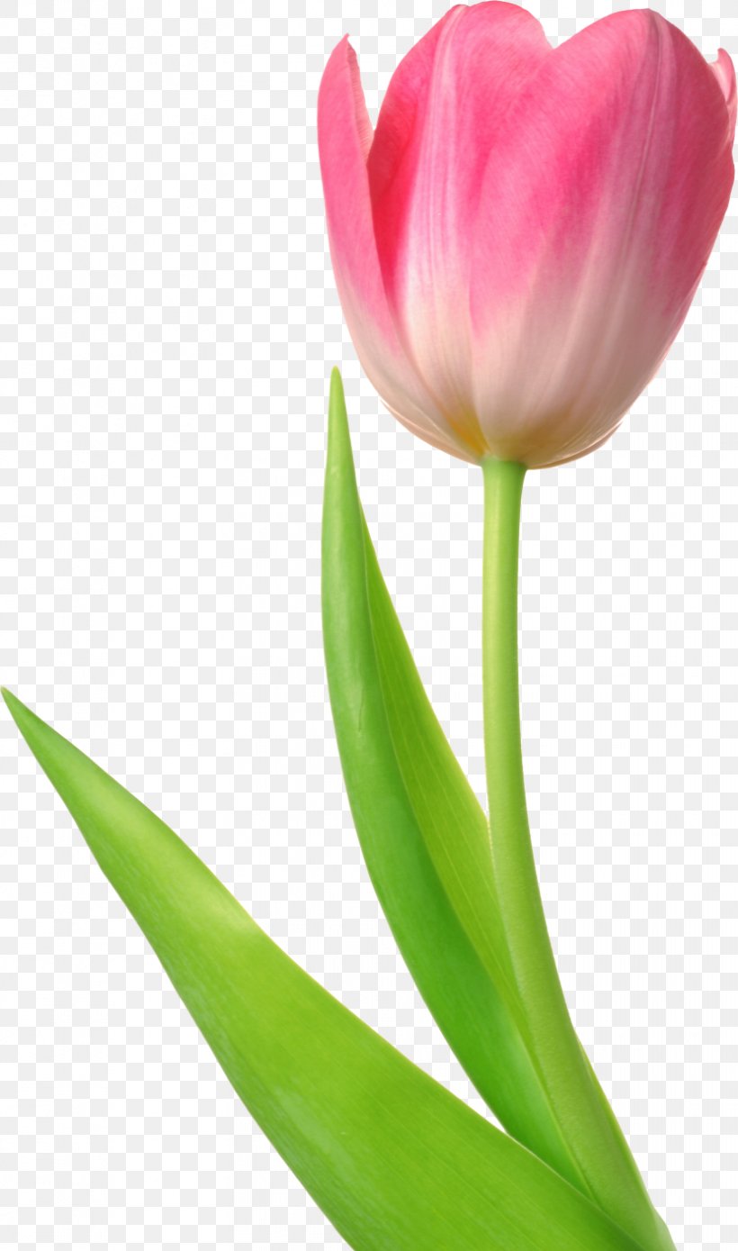 Tulip Flower Desktop Wallpaper Clip Art, PNG, 830x1406px.