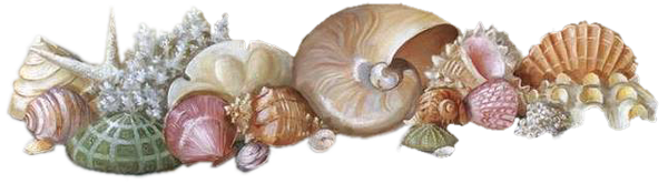 Coquillage png 7 » PNG Image.