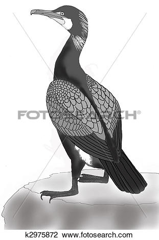 Clip Art of Great Cormorant k2975872.