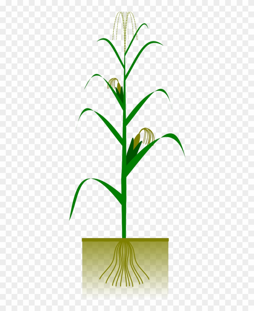 Fall Corn Stalk Clip Art.