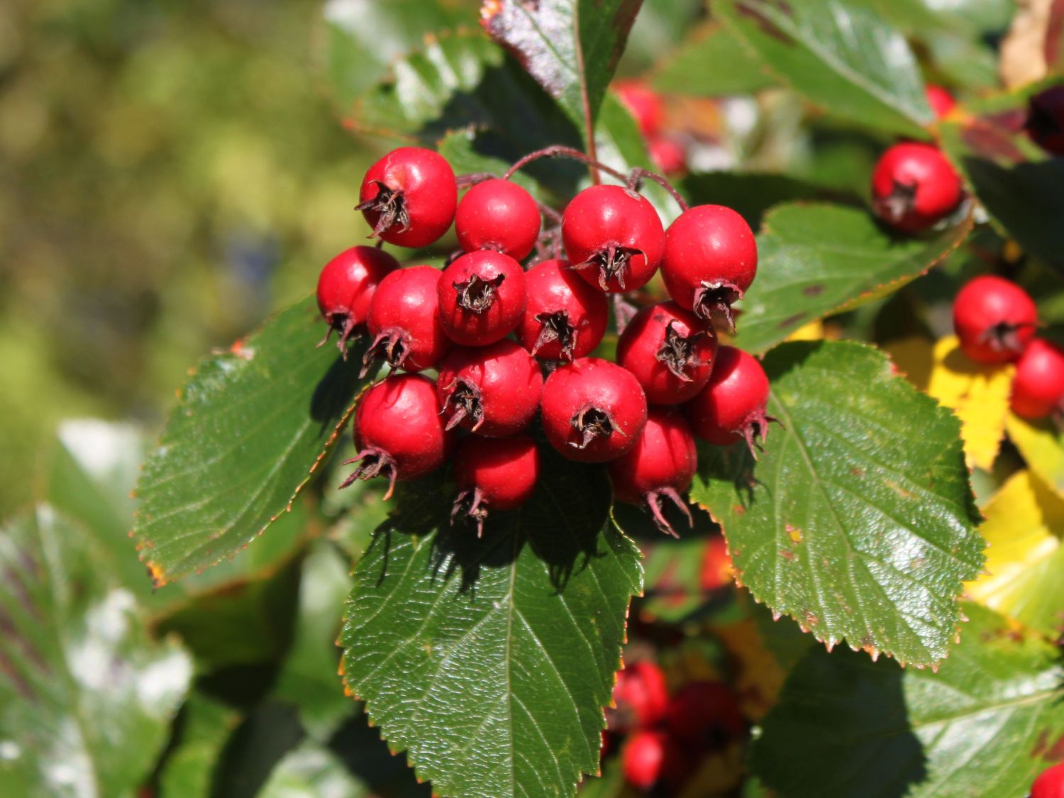 Crataegus Autumn Glory Related Keywords & Suggestions.