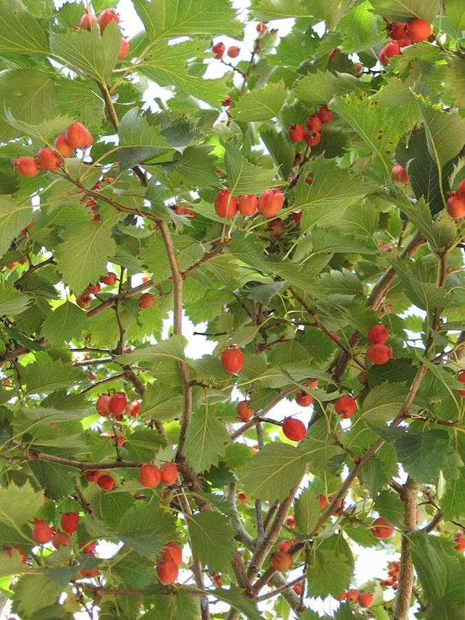 Cockspur Thorn.