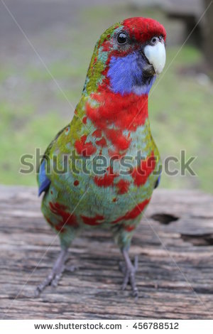 Crimson Rosella Stock Photos, Royalty.