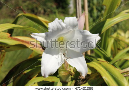 &quot;crinum_asiaticum&quot; Stock Photos, Royalty.