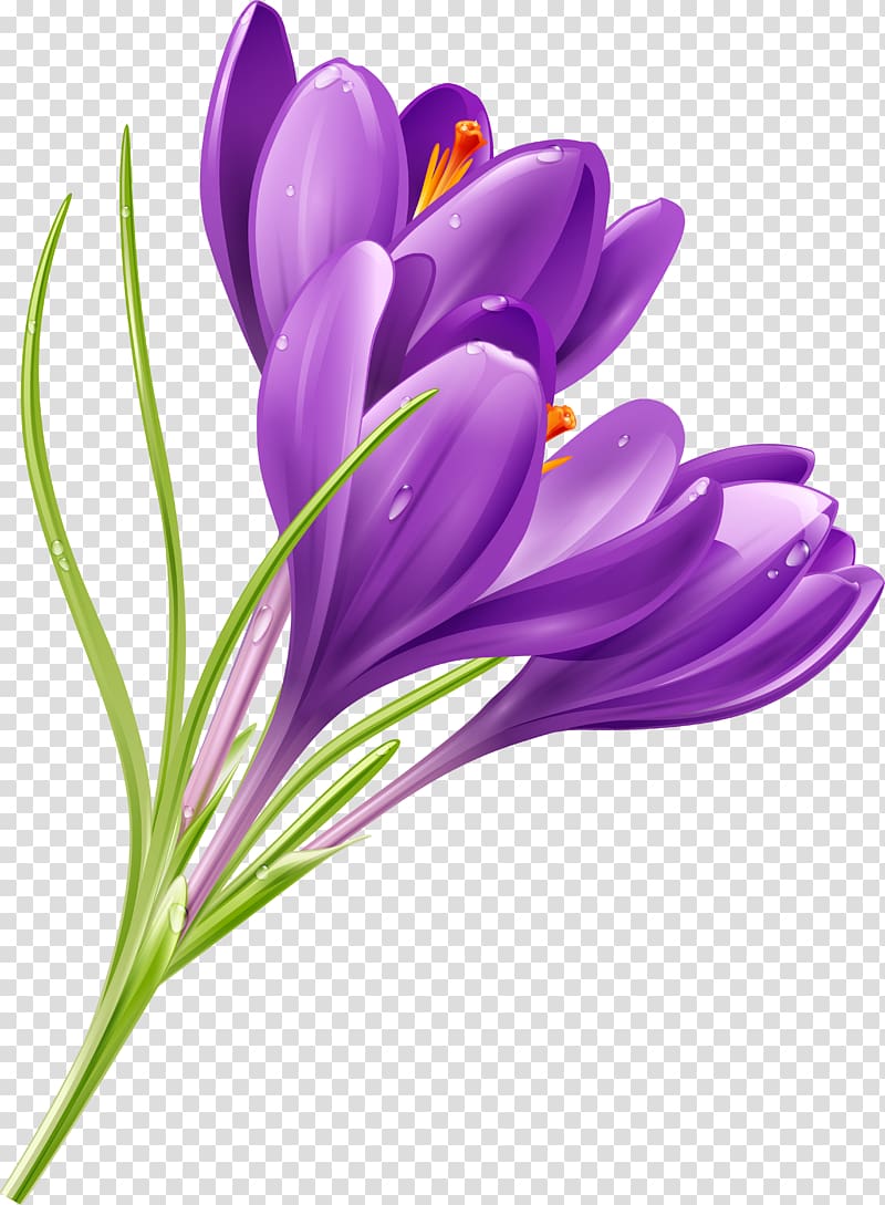 Crocus Flower Purple , crocus transparent background PNG clipart.