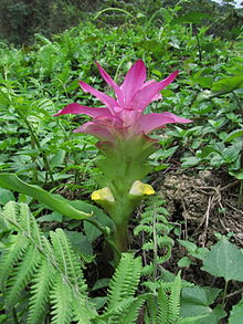 Curcuma aromatica.