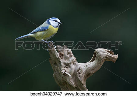 Picture of "Blue Tit (Cyanistes caeruleus, syn Parus caeruleus.