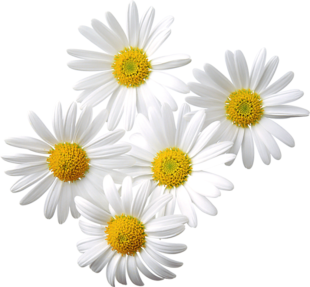 Transparent_Daisies_Clipart.png?m=1380664800.