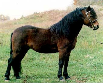 Dartmoor Show Pony.