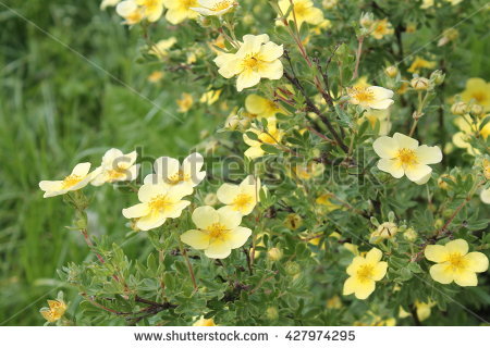 shrubby Cinquefoil" Stock Photos, Royalty.