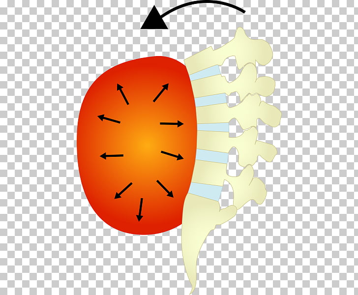 Thoracic diaphragm Core stability Lumbar vertebrae diaphragm.