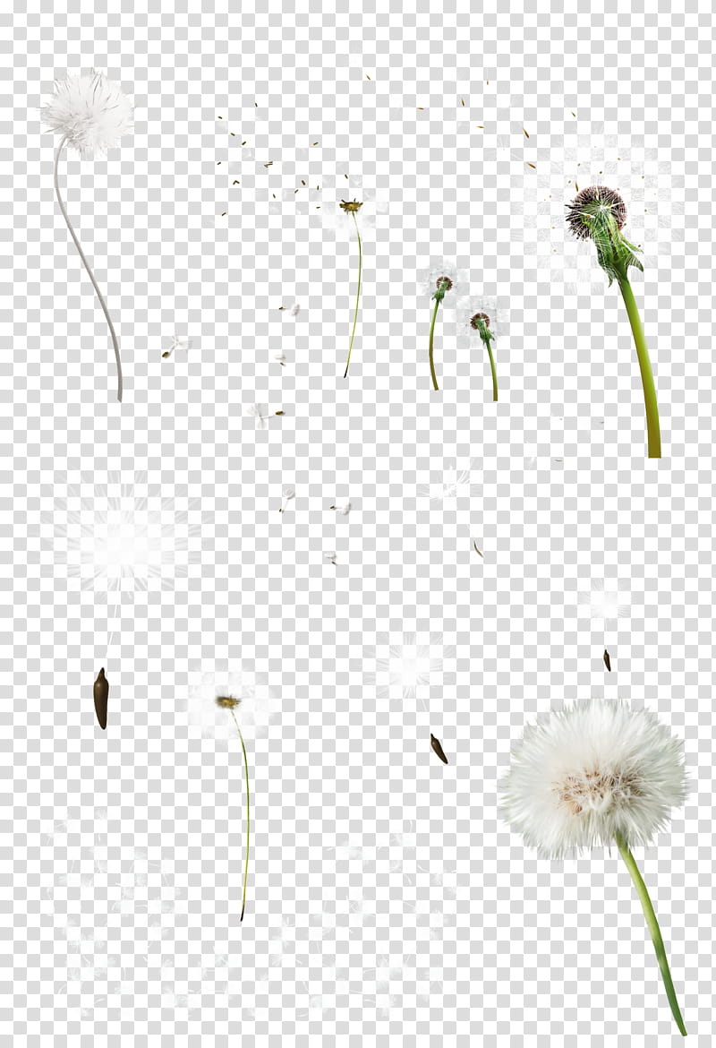 Diente de leon, white dandelions transparent background PNG.