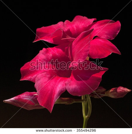 dipladenia Sundaville" Stock Photos, Royalty.