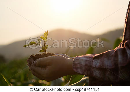 Soil cultivated dirt, earth, ground, agriculture Field land background  Nurturing baby plant on hand, Organic gardening, agriculture. Nature  closeup.