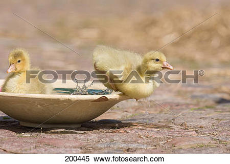 Stock Image of "Domestic Goose. Gosling swimming in a dish.