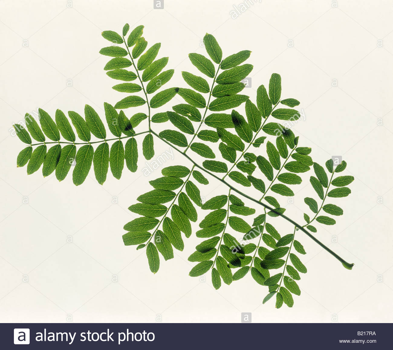 Compound Leaf Stock Photos & Compound Leaf Stock Images.