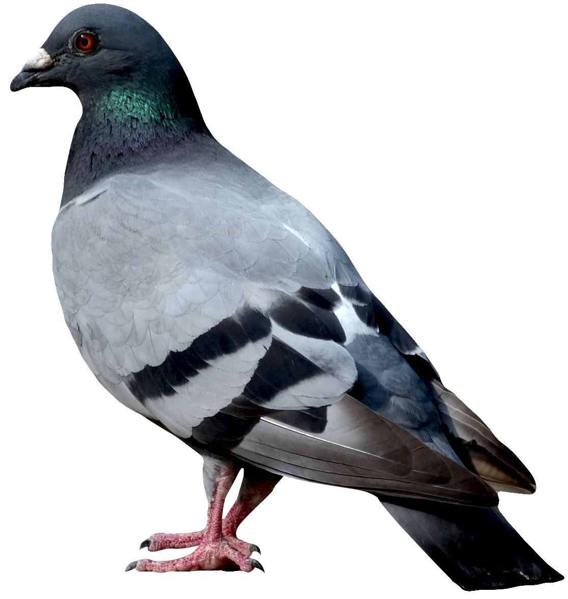 Birds PNG Picture.