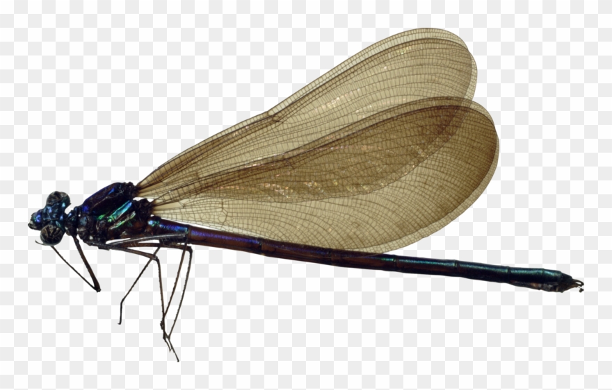 Dragonfly Transparent Images Png.