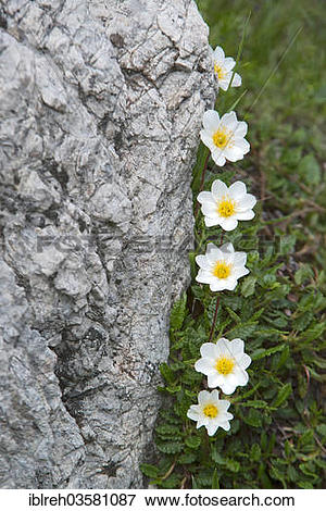 Picture of "Mountain Avens and White Dryas (Dryas octopetala.