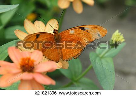 Stock Images of Julia Butterfly aka Dryas iulia k21821396.