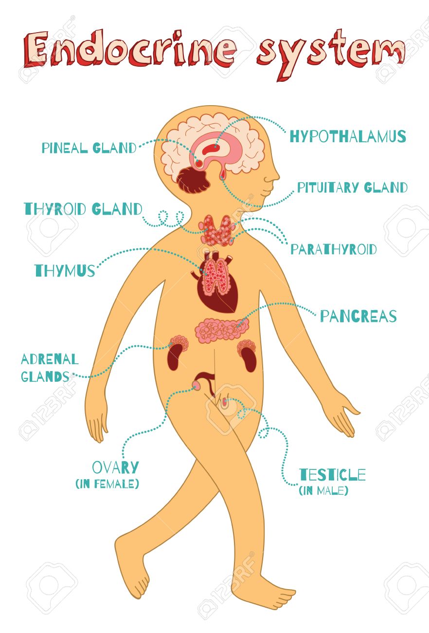 Human endocrine system for kids. Vector color cartoon illustration.