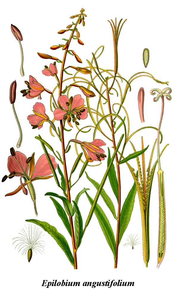 Gallery For > Epilobium Angustifolium Fireweed Clipart.