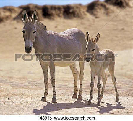 Stock Image of Somali Wild Ass with foal.