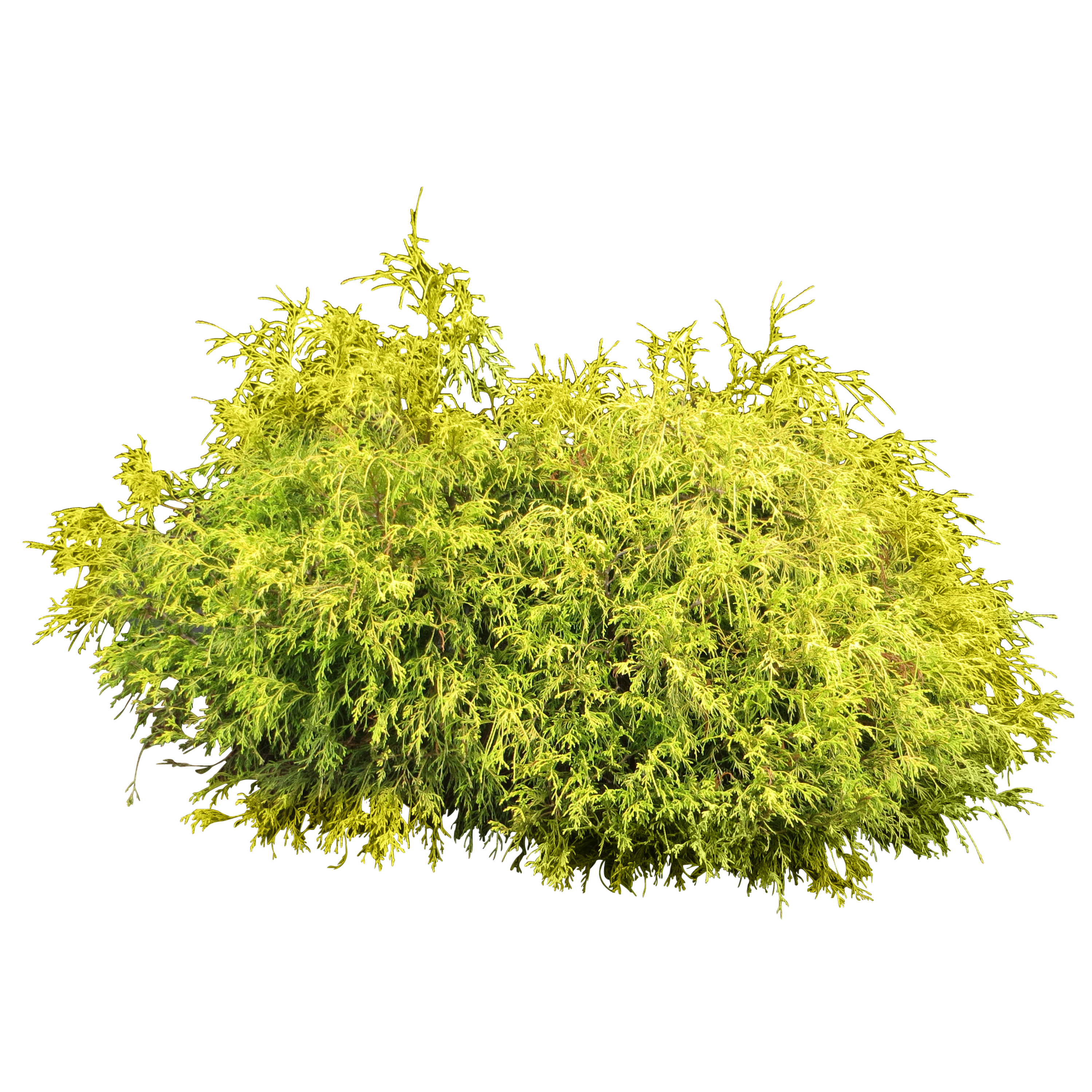 Bushes PNG images free download, bush PNG.