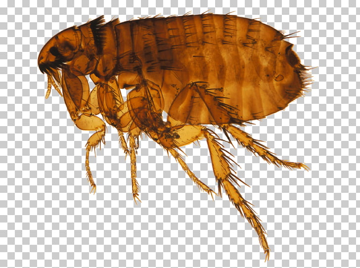 Cat flea Dog flea Honey bee, Flea PNG clipart.