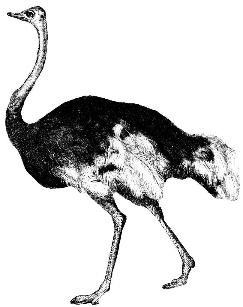 Ostrich.