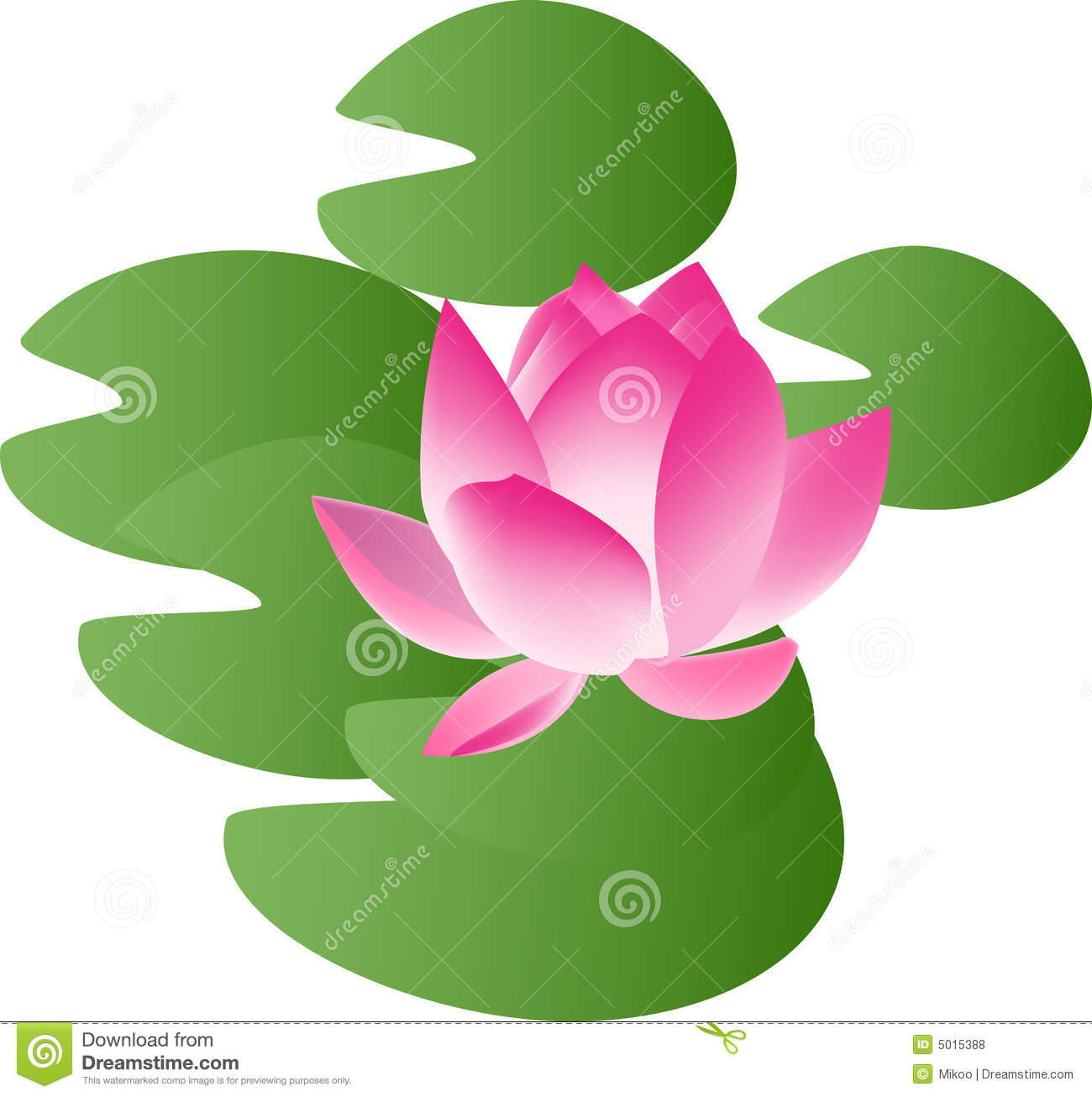 Water Lily Royalty Free Stock Photos.