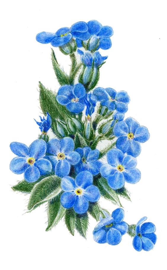 Forget Me Not Drawings Bulb Pictures to Pin on Pinterest.