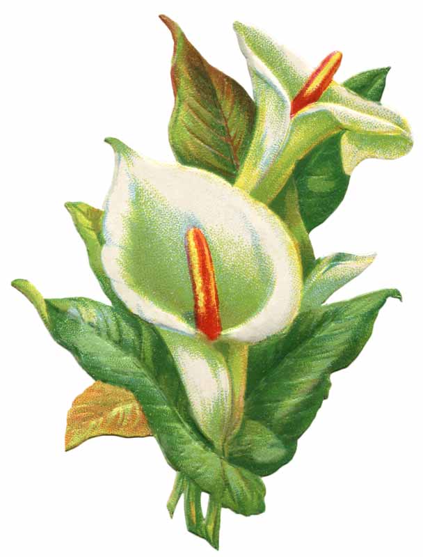 Download Free png Easter lily clipart jpg Clipartix.