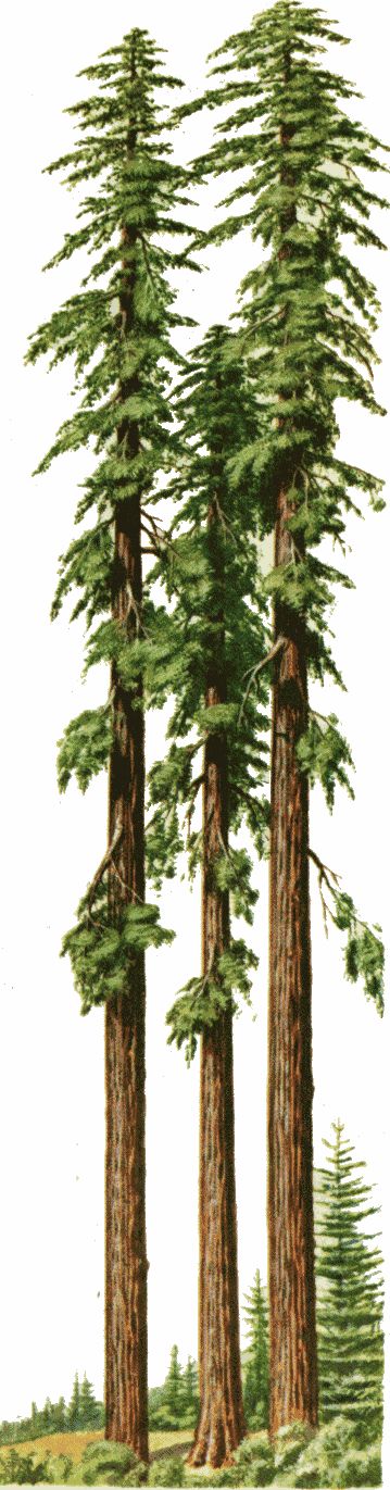 1000+ ideas about Redwood Tattoo on Pinterest.