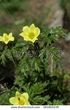 Alpine Pasqueflower Stock Images, Royalty.