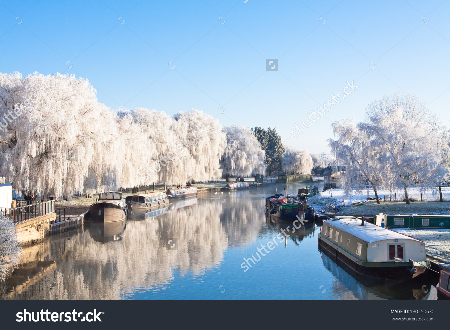 Winter Willow Tree Riverside Great Ouse Stock Photo 130250630.