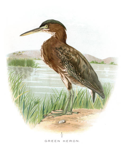 Green Heron Clip Art, Vector Images & Illustrations.