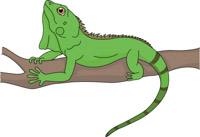 Free Iguana Clipart.