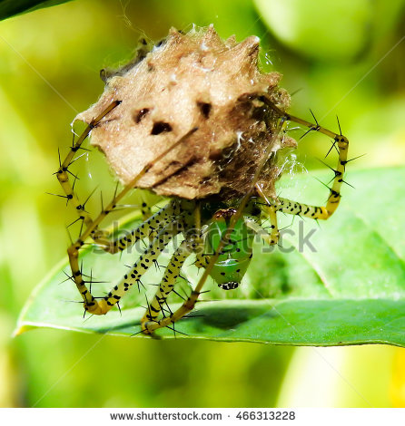 Green Lynx Spider Stock Photos, Royalty.