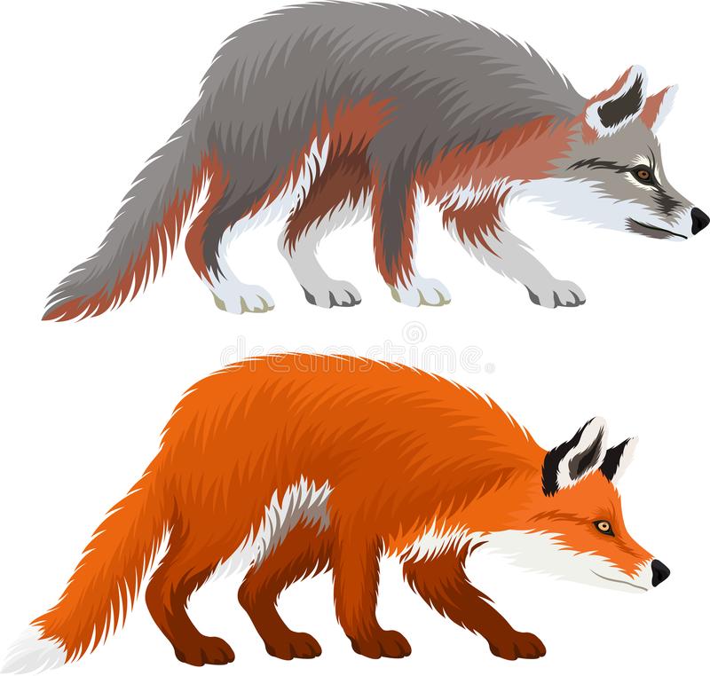 Fox Vulpes Stock Illustrations.