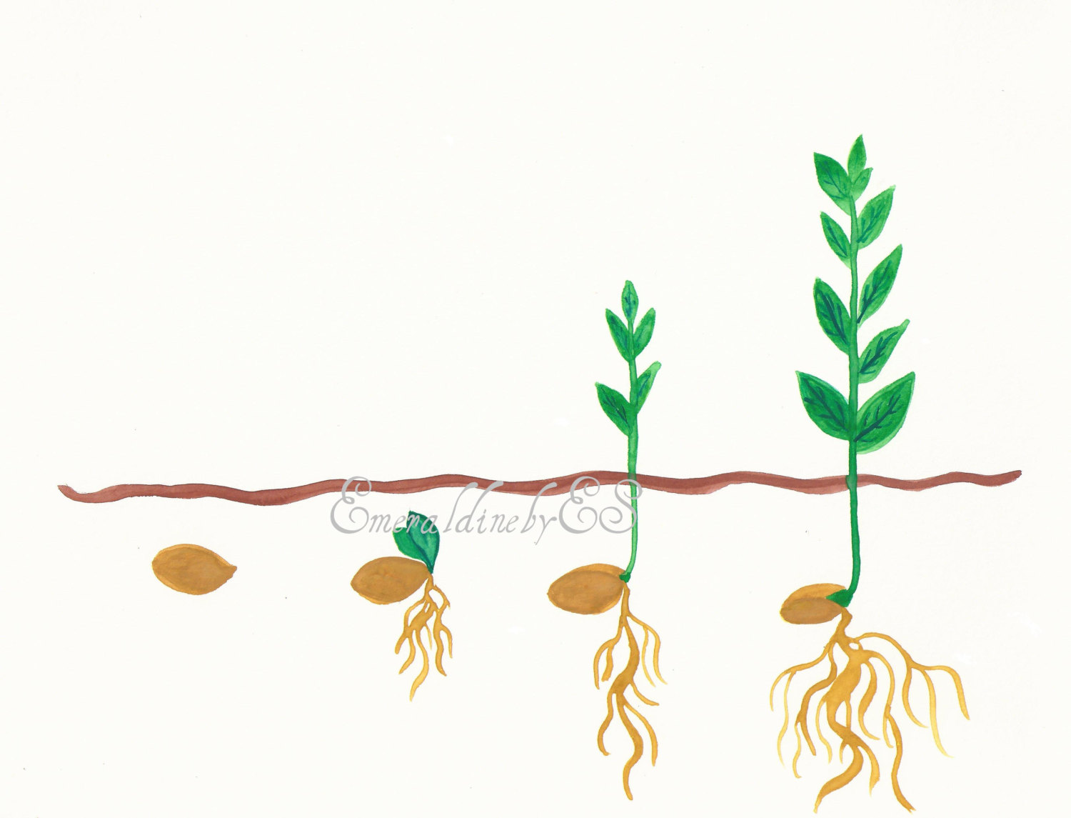 Seed Growing Clipart.