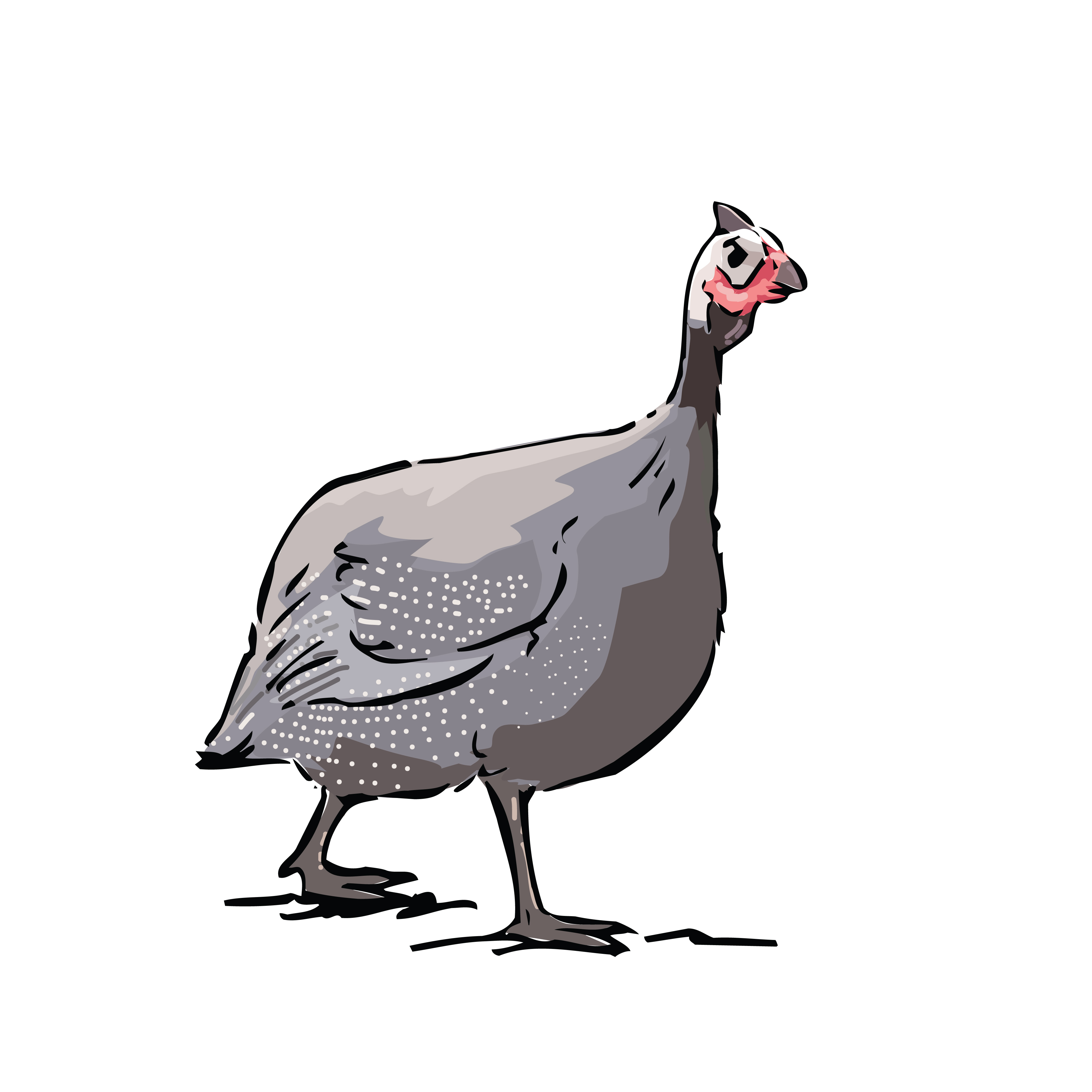 Free Clipart Of A Guinea Fowl Bird.